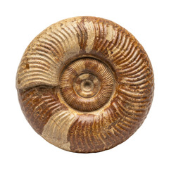 Ammonite fossil spiral shell on black background