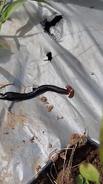 Hammerhead worm, which is most likely a species of Platydemus manokwari or a species of the genus Bipalium.