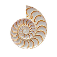 Obraz premium Nautilus shell cross-section spiral pattern
