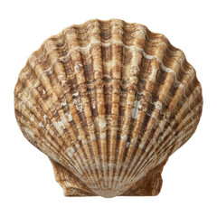 Obraz premium Natural scallop shell close up isolated on black