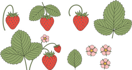 Strawberry Plant Collection with Fresh Berries, Leaves and Blossoms Botanical Flat Vector Illustration Set © Sanjida