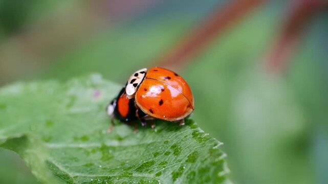 Two ladybugs mating on a green leaf with water droplets, macro photography
