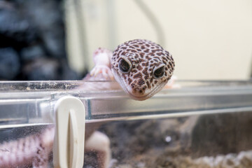 ヒョウモントカゲモドキ