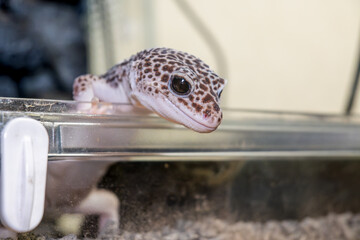 ヒョウモントカゲモドキ