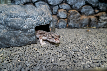 ヒョウモントカゲモドキ