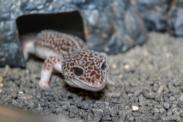 ヒョウモントカゲモドキ
