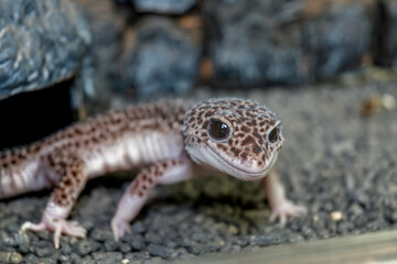 ヒョウモントカゲモドキ