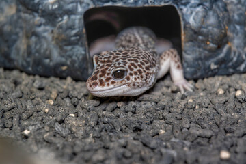 ヒョウモントカゲモドキ