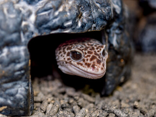 ヒョウモントカゲモドキ