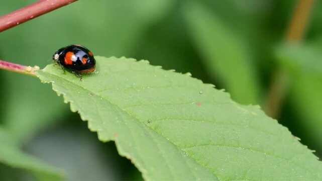 Black ladybug with orange spots resting on a green leaf in soft focus background