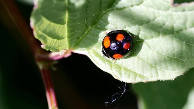 Close-up of a black ladybug with orange spots resting on a green leaf in sunlight