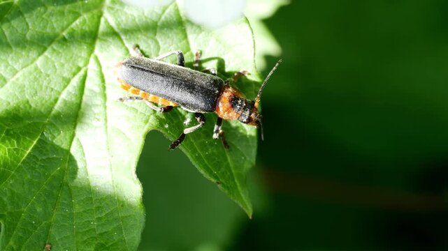 Close-up of a longhorn beetle with orange and black markings resting on a green leaf