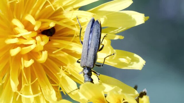 Close-up macro shot of a longhorn beetle resting on a bright yellow dandelion flower