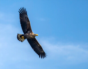 Eagle soaring in blue sky