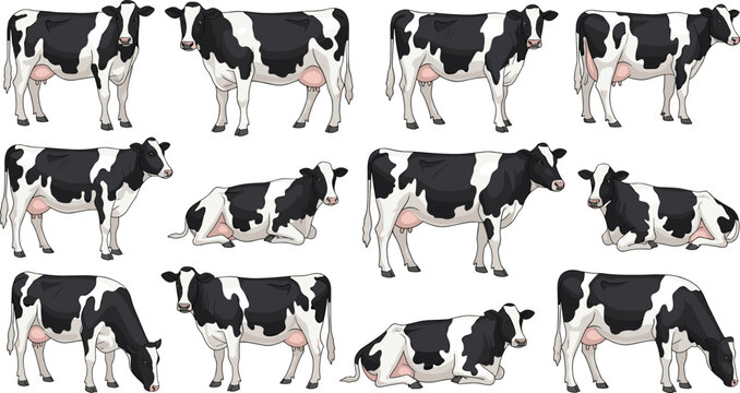 Holstein dairy cow set in different poses vector illustration collection isolated on white background for farm animal and agriculture design