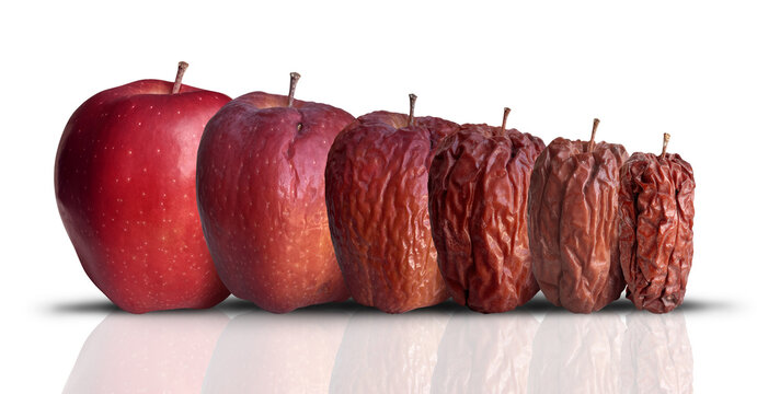 Process Of Aging and longevity as a new fresh ripe red apple decomposing and getting old and wrinkled.