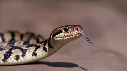 Fototapeta premium Close-up of eastern fox snake tongue flickering outdoors.