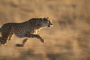 A cheetah runs quickly across a blurred savannah landscape in pursuit of prey