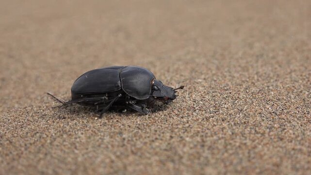 Black scarab beetle crawls desert sand during severe sandstorm, strong wind, erosion. Dark dung insect moves arid dunes amid intense dust gale causing surface abrasion.