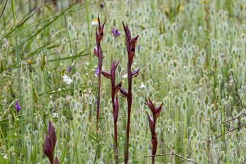 Ploughshare Orchid (Serapias vomeracea) in natural habitat © georgigerdzhikov