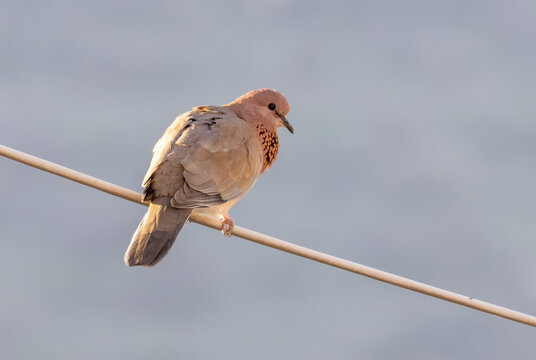 Laughing Dove (Spilopelia senegalensis) from middle east