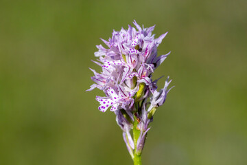 Obraz premium Three-toothed Orchid (Orchis tridentata) in natural habitat