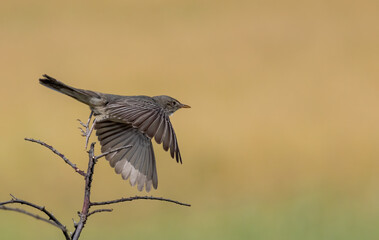 Olive-tree warbler singing on stick