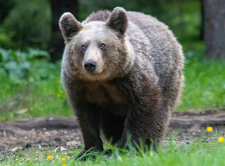 Obraz premium Brown Bear close up portrait in the nature