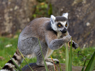 Fototapeta premium Maki catta