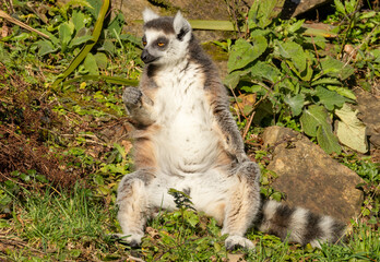 Fototapeta premium Maki catta