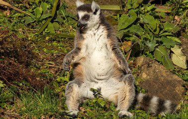 Fototapeta premium Maki catta