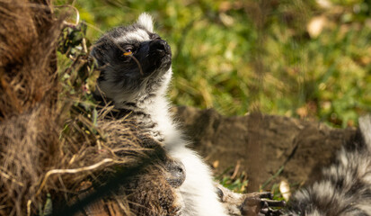 Maki catta © Ludovic