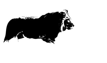 Lion Side Profile Emerging from Mist Monochrome Wildlife Photography on White © Hanif