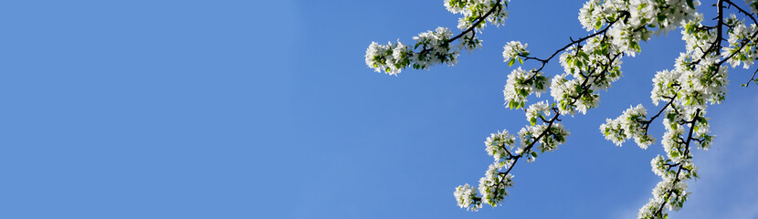 Fototapeta premium Banner with fresh cherry blossoms, blue sky. Spring sunny day. Springtime atmospheric mood. Ethereal beauty spring or summer scene with fragile flowers.