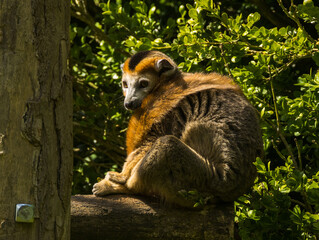 Fototapeta premium Lémur couronné