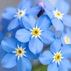 A close-up of vibrant blue flowers with yellow centers