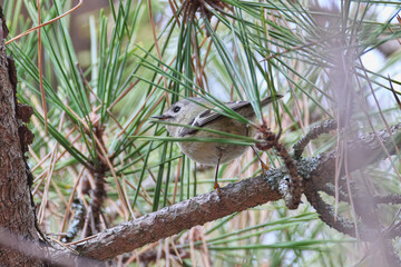 Fototapeta premium The smallest wild bird in Japan ,Goldcrest
