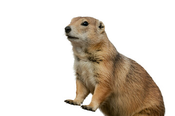 Fototapeta premium A curious prairie dog standing upright on its hind legs in a natural setting isolated on transparent background