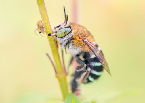 A female blue-banded bee (Amegilla sp.) gripping using its mandibles to a plant with a curious tiny spider sharing the stem, Australia