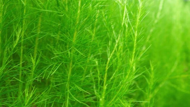 Close Up Video Green texture background of Eupatorium Capillifolium plants