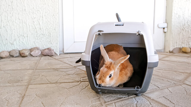 The red hair decorative rabbit sits in the carrier for animals transportation. The decorative Eater Bunny hides in the cage. Fear instinct. Adopted family member. Pet behavior. Hide and seek game.
