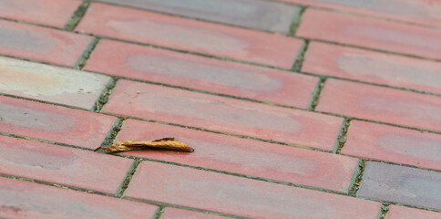 Brick Pavement with a Fallen Leaf in Soft Focus