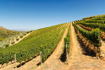Fototapeta premium Sunlit vineyard rows in South Africa