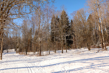 Winter in the forest