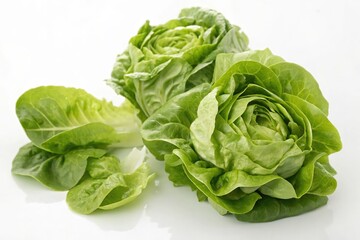 A bunch of green lettuce leaves are arranged on a white background