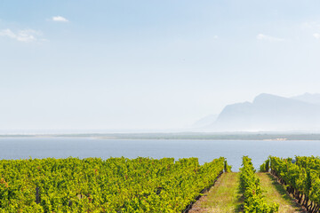 Naklejka premium Sunlit vineyard rows in South Africa