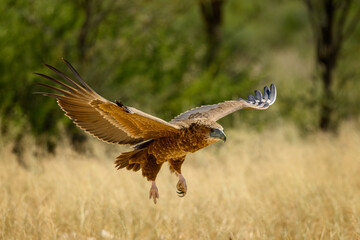 Fototapeta premium A juvenile bateleur eagle landing with trees and yellow grass in the background