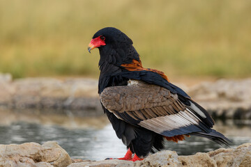 A female bateleur eagle at a waterhole