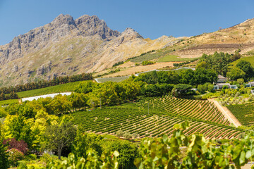 Naklejka premium Sunlit vineyards in South Africa