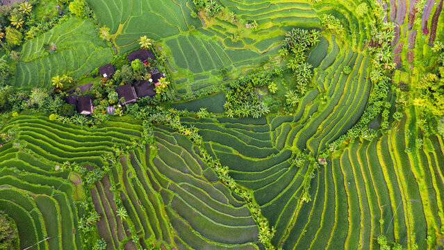 Bali - Jatiluwih Rice Terraces, Bali